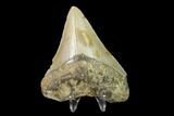 Fossil Megalodon Tooth - North Carolina #130047-1